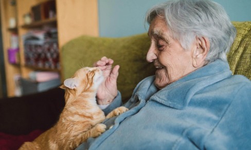Pet insurance