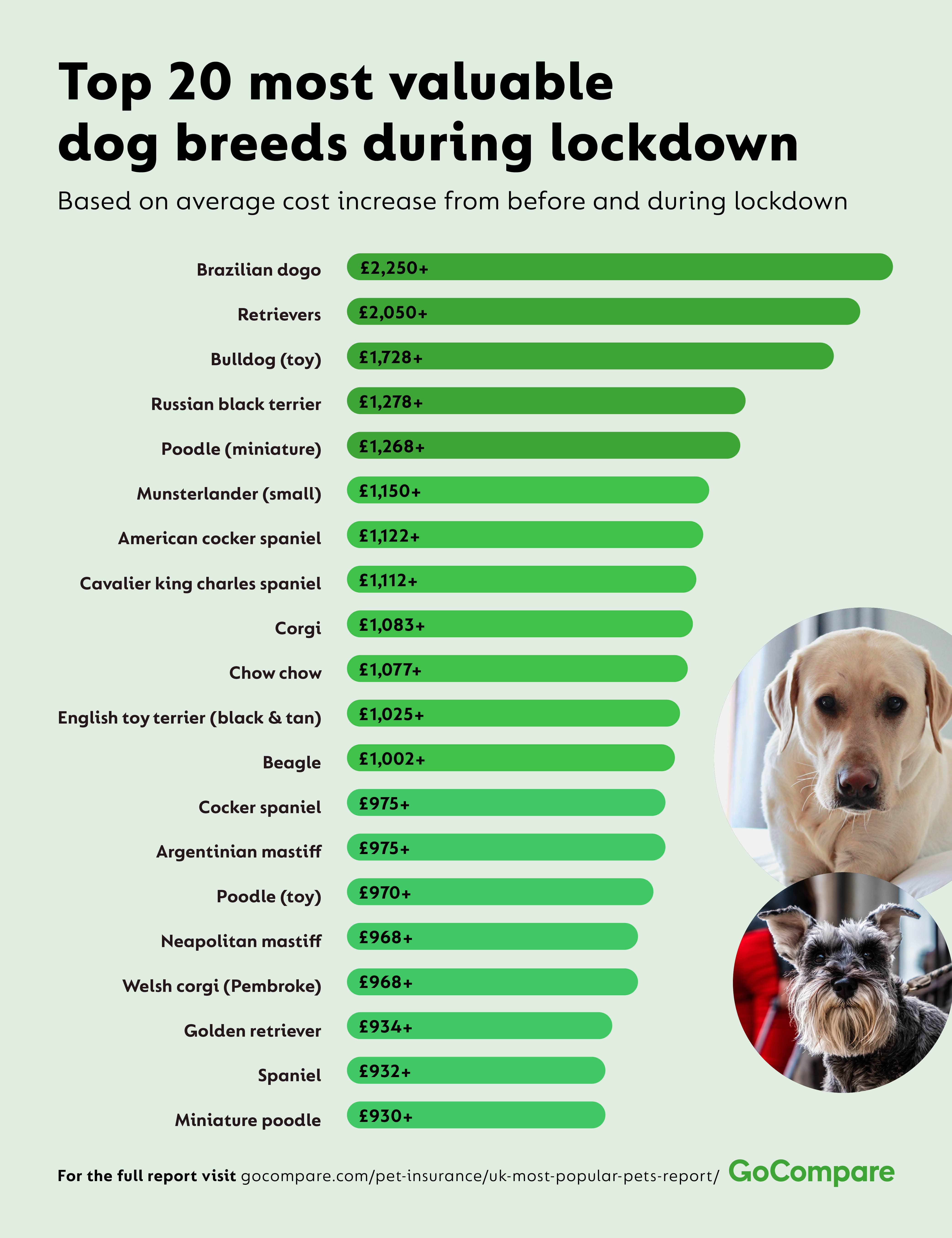 how much does it cost to have a dog in uk