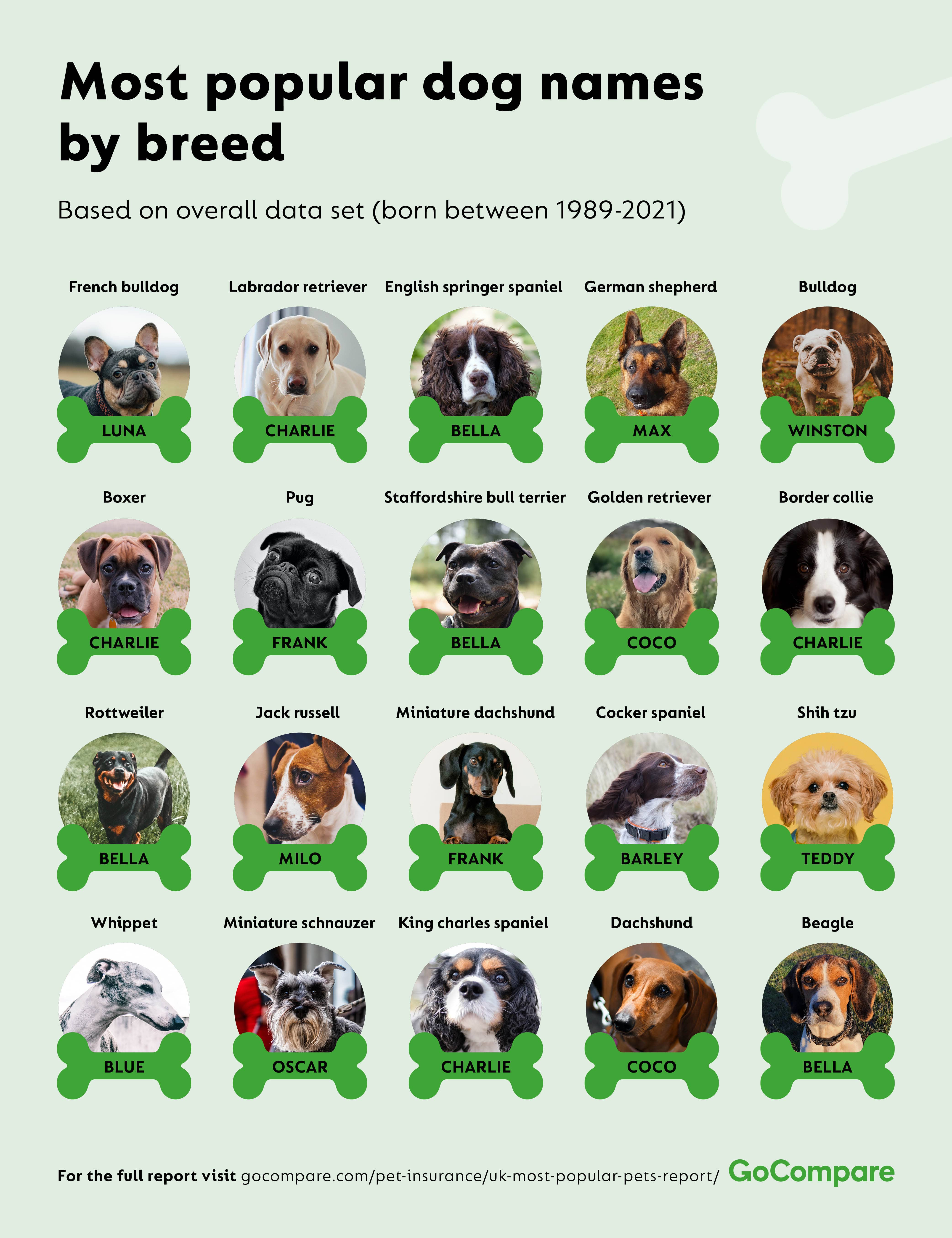 The Price of Pandemic Pets | GoCompare