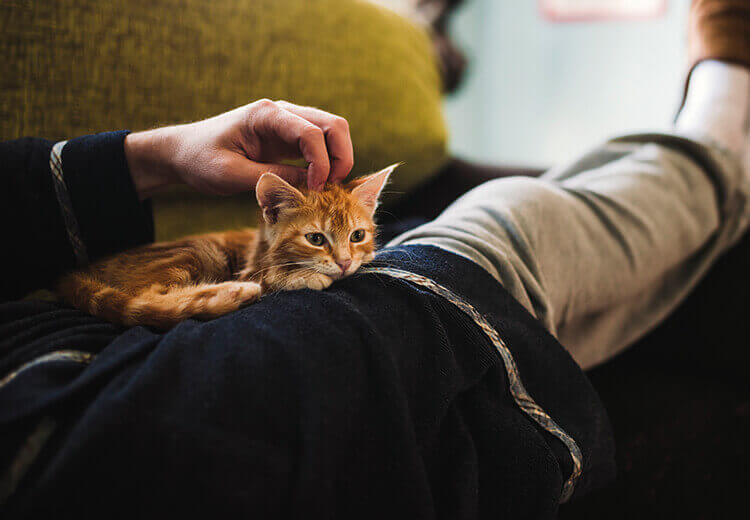 Compare Kitten Insurance | GoCompare