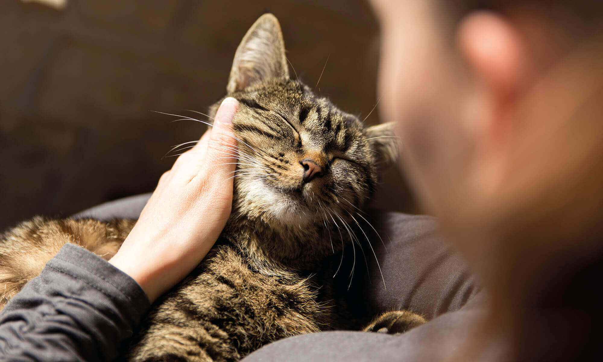 Lifetime Pet Insurance