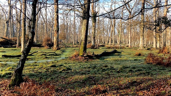 New Forest